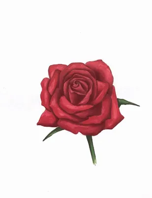 Как нарисовать розу | Рисунки роз, Нарисовать цветы, Розы