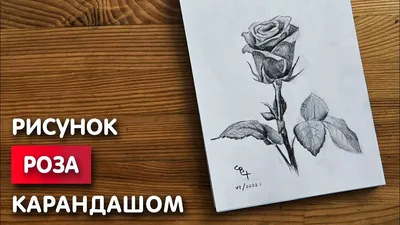 Как нарисовать розу | How-to-Art.com