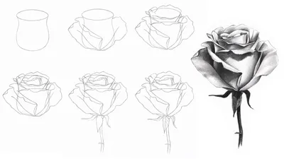 роза, иллюстрация, рисунок, Stock Vector | Adobe Stock