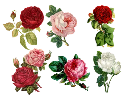 Бутон розы | Рисунки роз, Рисунки, Рисование фигур