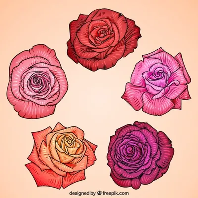 Раскраски цветы Розы распечатать бесплатно в формате А4 (41 картинка) |  RaskraskA4.ru