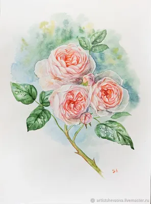 Роза сбоку рисунок - 73 фото