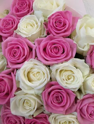 Розовые 101 роза 55 см высота - Flowers Kyiv