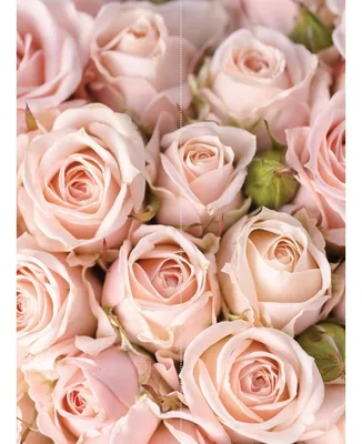 Almaflowers.kz | 101 роза (Красные и розовые) - купить в Алматы по лучшей  цене с доставкой