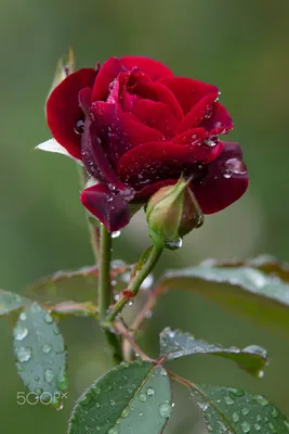 Бутон розовой розы в каплях воды » ImagesBase - Обои для рабочего стола
