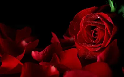 Идеально красные розы в каплях воды - обои на рабочий стол