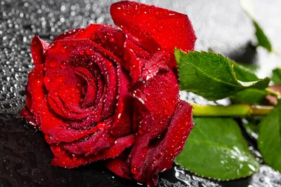 Бордовая роза в каплях воды - Цветы - Обои на рабочий стол - Галерейка