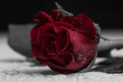 Wallpaper Red Roses Drops flower Closeup 2700x1800