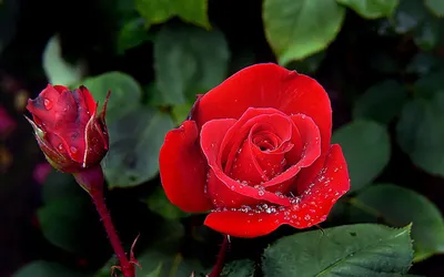 Обои на рабочий стол Красные розы в каплях воды, обои для рабочего стола,  скачать обои, обои бесплатно