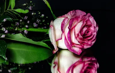 Красная роза с каплями воды на ней | Премиум Фото