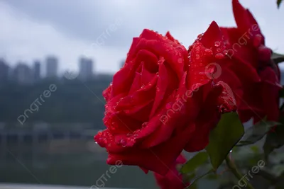 Красная роза с каплями воды на ней | Премиум Фото