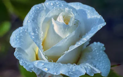 красные розы фон обои, капля дождя, Капли воды, дождевая вода фон картинки  и Фото для бесплатной загрузки