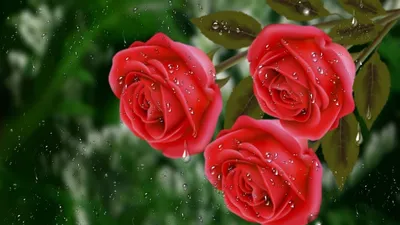 Красные розы с каплями воды под дождем | Премиум Фото