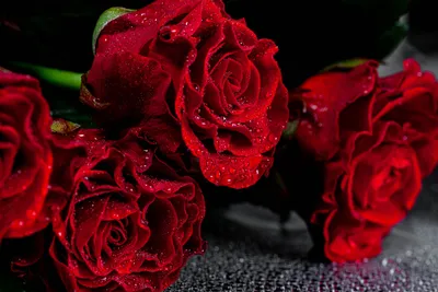 Обои на рабочий стол Бордовая роза в каплях воды, by Светлана Бердник, обои  для рабочего стола, скачать обои, обои бесплатно