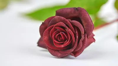 Три красивых розовых розы в каплях воды - обои для рабочего стола,  картинки, фото