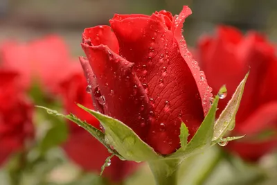 Pictures Red rose Drops flower Closeup 3000x2000