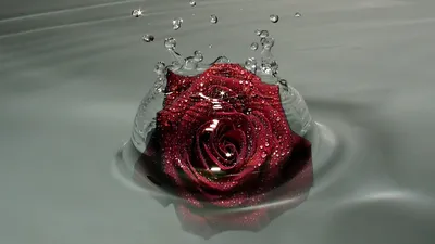 Обои на рабочий стол Бутон бордовой розы в каплях воды на размытом фоне,  обои для рабочего стола, скачать обои, обои бесплатно