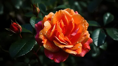 Макро-съемка красной розы в каплях росы - обои на рабочий стол
