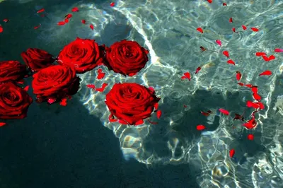 Роза в воде - 62 фото