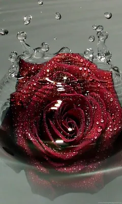 Очень красивая роза в каплях росы - Цветы - Обои на рабочий стол - Галерейка