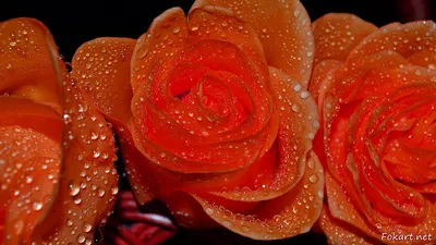 Красивые розы на заставку телефона - 73 фото