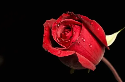 Красные розы с падениями росы Стоковое Фото - изображение насчитывающей  маркер, роса: 42175660