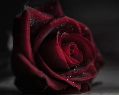 Обои красная роза и лепестки в каплях воды