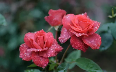 Обои красивые красные розы в каплях росы