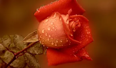 Розовая роза в росе (53 фото) - 53 фото