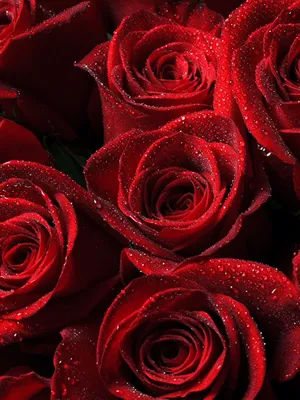 роза за дождём, День святого Валентина, Роза, растение фон картинки и Фото  для бесплатной загрузки