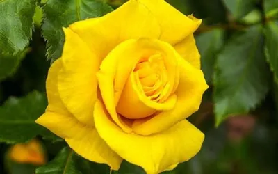 К чему дарят желтые розы | Цветовик