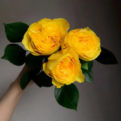 Купить Желтые розы в Минске с доставкой