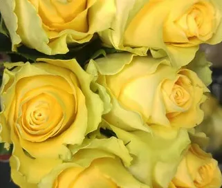Жёлтые розы в интернет-магазине с доставкой.