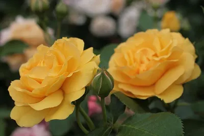 Желтые розы от 70 руб, в Санкт-Петербурге.