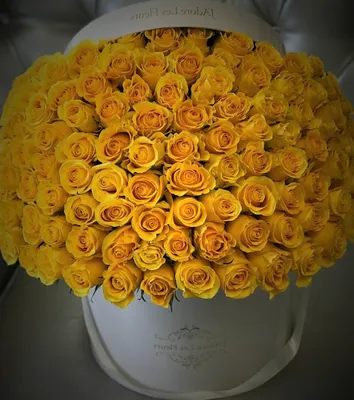 В золотых одеждах. Жёлтые розы - желанные гостьи в любом саду | Цветы |  Дача | Аргументы и Факты