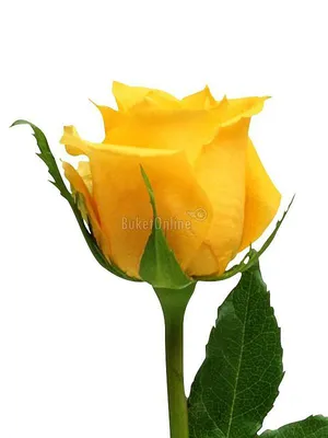 Купить жёлтые розы в коробке 3750 р. в интернет магазине Модный букет с  доставкой по Москве