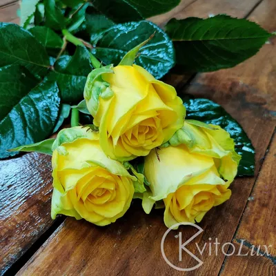 Желтая роза поштучно «BuketOnline»