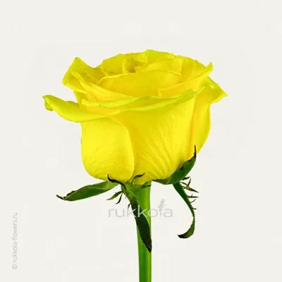 Букет из желтых роз - заказать доставку цветов в Москве от Leto Flowers