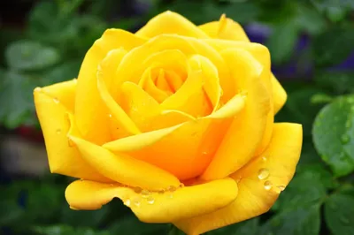 Желтые розы купить в Иркутске | Доставка недорого от интернет-магазина Роза  Маркет