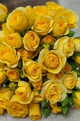 Желтые розы (Эквадор, Голландия) Yellow magic, Hammer, High yelloe flame
