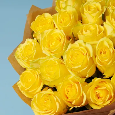 Желтая — Продажа саженцев роз из Узбекистана, Экспорт роз из Узбекистана,  Рассада роз из Узбекистана, Купить саженцев роз из Узбекистана, Розы из  Узбекистана
