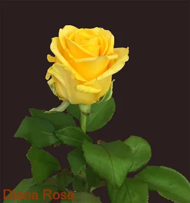 Картина Натюрморт маслом \"Желтые розы. Солнечный букет\" 50x60 AV180902  купить в Москве