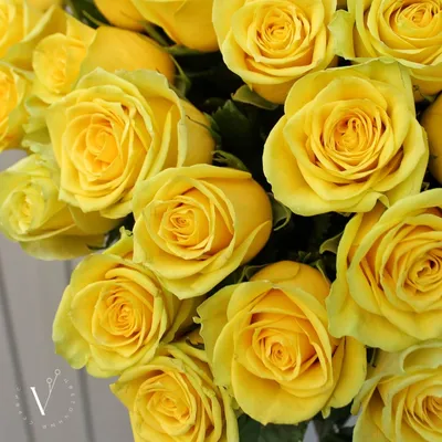 Желтые розы PNG рисунок, картинки и пнг прозрачный для бесплатной загрузки  | Pngtree