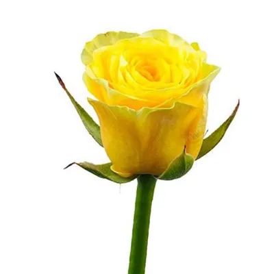 15 Желтых Роз Эквадор (60 см.) - Доставкой цветов в Москве! 13982 товаров!  Цены от 487 руб. Цветы Тут