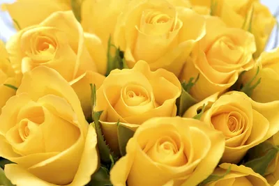 51 желтая кустовая роза 40см | доставка по Москве и области
