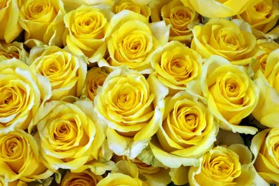 Букет из 9 желтых роз (50 см) за 2310р. Позиция № 503