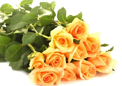 Розы Цветы Желтые Цветение - Бесплатное фото на Pixabay - Pixabay