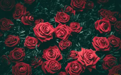 Обои Цветы Розы, обои для рабочего стола, фотографии цветы, розы, много,  красный Обои для рабочего стола, скачать обои картинки заставки на рабочий  стол.