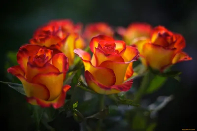 Обои Цветы Розы, обои для рабочего стола, фотографии цветы, розы, оранжевый  Обои для рабочего стола, скачать обои картинки заставки на рабочий стол.