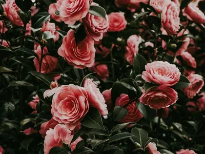 Обои на рабочий стол Розовые кустовые розы, обои для рабочего стола,  скачать обои, обои бесплатно